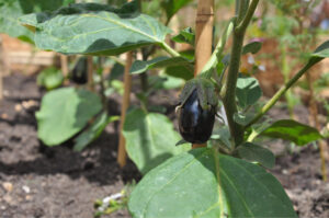 Britto_Palan_documenta-15_1