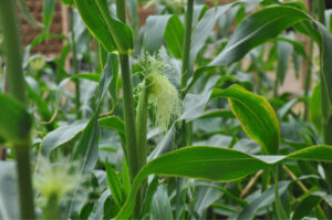 Britto_Palan_documenta-15_14