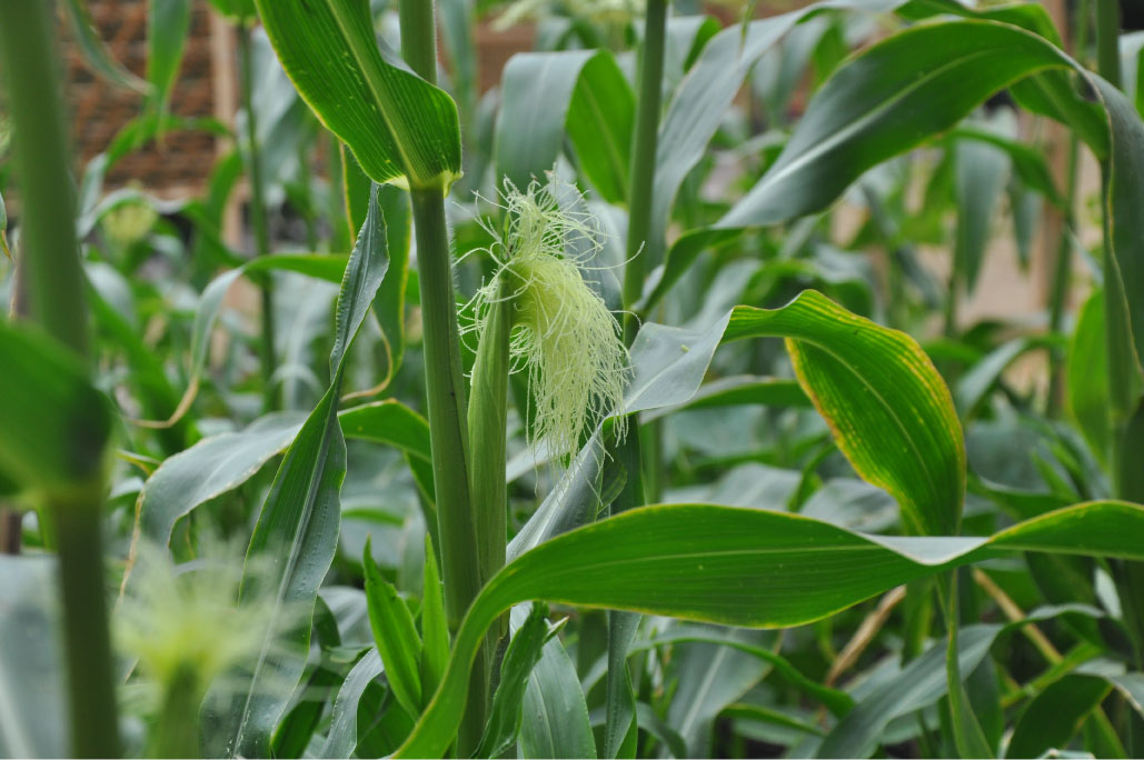 Britto_Palan_documenta-15_14