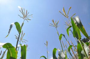 Britto_Palan_documenta-15_17