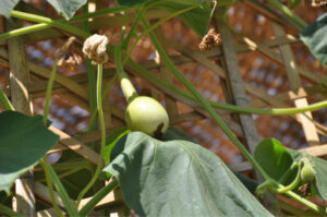 Britto_Palan_documenta-15_18