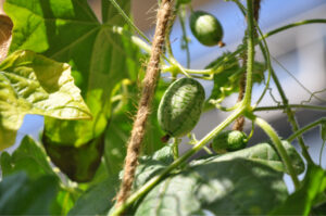 Britto_Palan_documenta-15_20