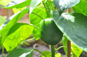 Britto_Palan_documenta-15_3