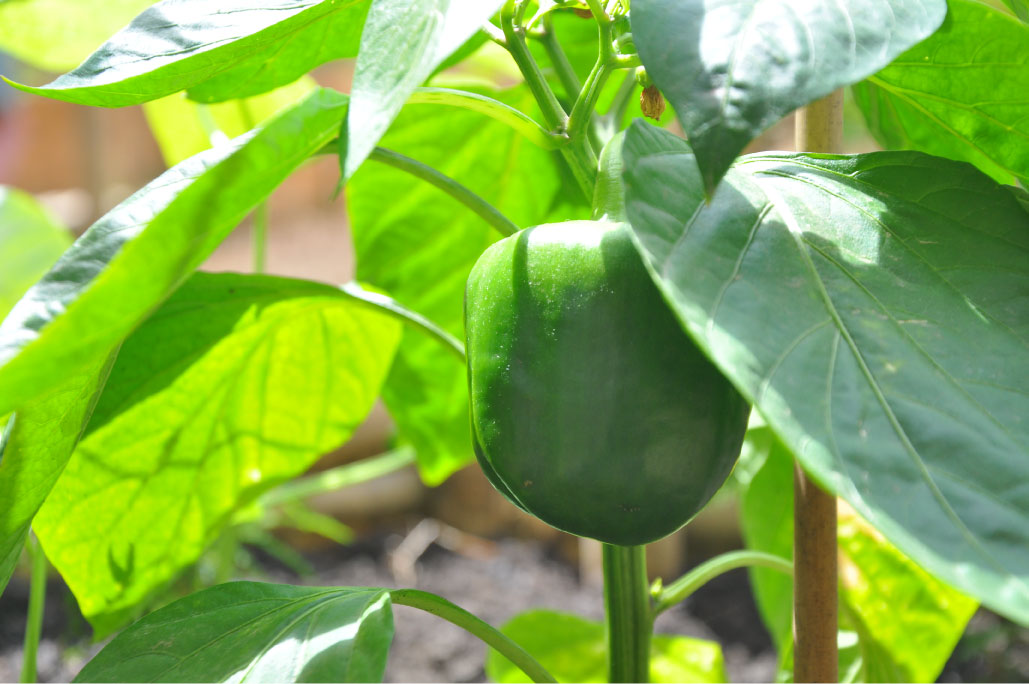 Britto_Palan_documenta-15_3