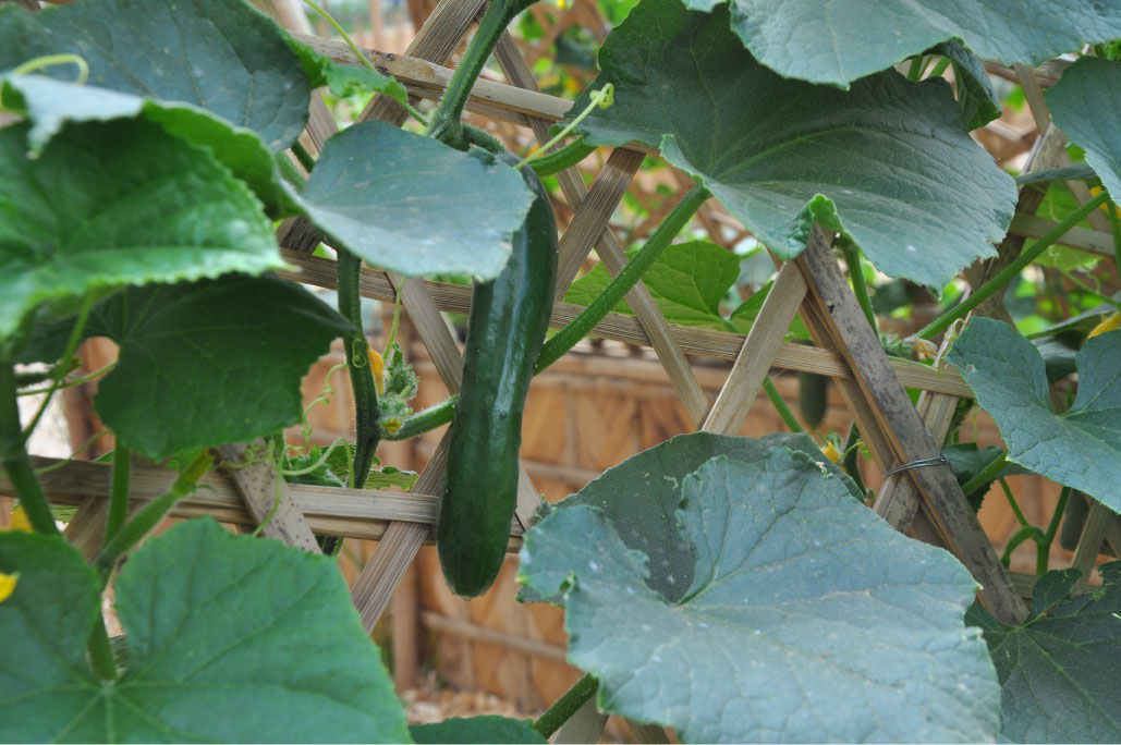 Britto_Palan_documenta-15_32