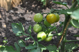 Britto_Palan_documenta-15_33