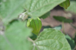 Britto_Palan_documenta-15_40