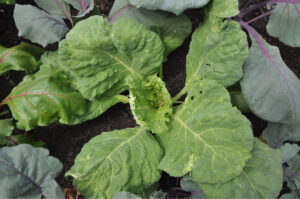 Britto_Palan_documenta-15_7