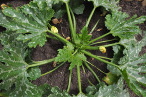 Britto_Palan_documenta-15_8