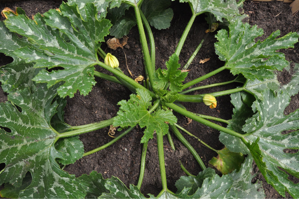 Britto_Palan_documenta-15_8