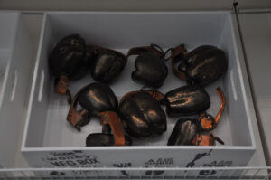 Britto_Rasad_documenta-15_23