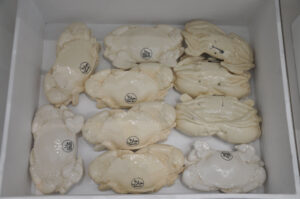 Britto_Rasad_documenta-15_25